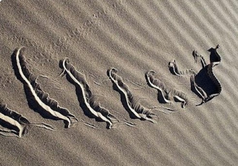 movimento ondulatório de cobra