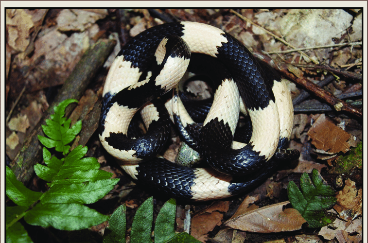 Siphlophis leucocephalus