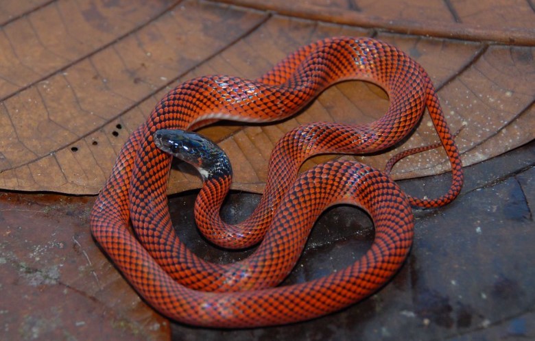 Oxyrhopus melanogenys