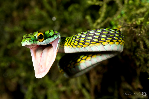 Leptophis ahaetulla