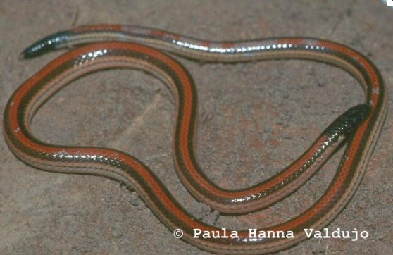 Foto de Apostolepis polylepis