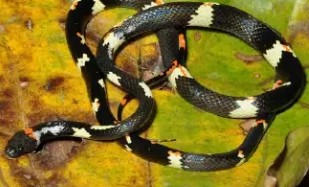 Foto de Siphlophis worontzowi