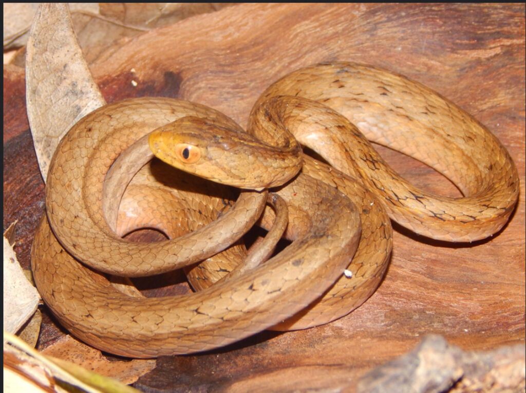 Foto de thamnodynastes nattereri